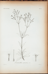 Lisianthus glandulosus.