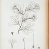 Bignonia lepidophylla