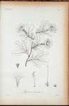 Bignonia lepidophylla