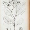 Ehretia calophylla.