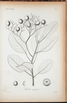 Ehretia calophylla.