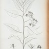 Solanum sagroeanum.
