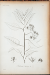 Solanum sagroeanum.