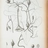 Calonyction megalocarpum.