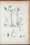 Calonyction megalocarpum.