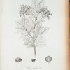 Vitex ilicifolia.