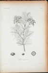 Vitex ilicifolia.