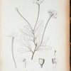 Brunfelsia sinuata.