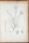 Brunfelsia sinuata.