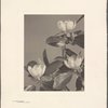 Magnolia Virginiana, Laurel Magnolia, Sweet Bay