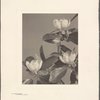 Magnolia Virginiana, Laurel Magnolia, Sweet Bay