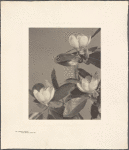 Magnolia Virginiana, Laurel Magnolia, Sweet Bay