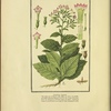 Tobacco