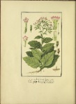 Tobacco