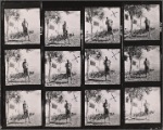 Photographs of Noël Coward near palm trees