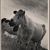 Cattle. Prince Georges County, Beltsville, Maryland.
