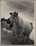 Cattle. Prince Georges County, Beltsville, Maryland.
