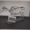 Skeleton of beef cow developed at the experimental farm of the U.S.D.A. Prince Georges County. Beltsville, Maryland.