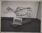 Skeleton of beef cow developed at the experimental farm of the U.S.D.A. Prince Georges County. Beltsville, Maryland.
