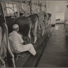 Automatic milking. Prince Georges County. Beltsville, Maryland.