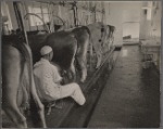 Automatic milking. Prince Georges County. Beltsville, Maryland.