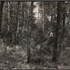 New growth of pine forest in Black River Falls project, Wisconsin