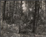 New growth of pine forest in Black River Falls project, Wisconsin