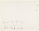 Wild Irish Rose