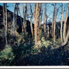 Trees Behind Measles Ward