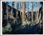 Trees Behind Measles Ward