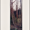 Trees Behind Measles Wards