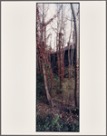 Trees Behind Measles Wards