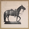 Rienzi, the horse General Philip Henry Sheridan rode to Winchester