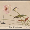 The Candlewick