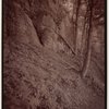 Indian Ladder Trail, John Boyd Thacher State Park, Voorheesville, New York