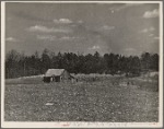 View of typical land at Crabtree Creek, Recreational Demonstration Area, near Raleigh, North Carolina.
