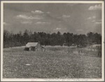 View of typical land at Crabtree Creek, Recreational Demonstration Area, near Raleigh, North Carolina.