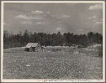 View of typical land at Crabtree Creek, Recreational Demonstration Area, near Raleigh, North Carolina.