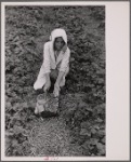 Migrant strawberry picker, Berrien County, Michigan.