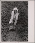 Migrant strawberry picker, Berrien County, Michigan.