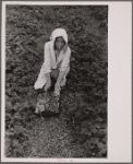 Migrant strawberry picker, Berrien County, Michigan.