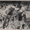 Clearing land at Berwyn, Maryland.