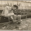 Screen cups for insect exclusion or inclusion. Prince Georges County, Beltsville, Maryland.