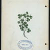 107TH ANNIVESARY DINNER [held by] FRIENDLY SONS OF ST PATRICK [at] "DELMONICO'S, NEW YORK, NY" (REST;)