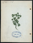 107TH ANNIVESARY DINNER [held by] FRIENDLY SONS OF ST PATRICK [at] "DELMONICO'S, NEW YORK, NY" (REST;)