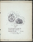 BANQUET TO GOV.HENRY H. MARKHAM [held by] GOVERNOR'S STAFF [at] CALIFORNIA (UNION LEAGUE)