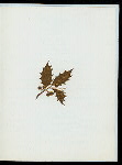 CHRISTMAS DINNER [held by] CENTRAL HOTEL [at] "CHARLOTTE,NC" (HOTEL;)