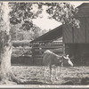 Cow and tool shed. Grady County, Georgia?