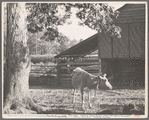 Cow and tool shed. Grady County, Georgia?