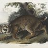 Lynx rufus, Common American Wild Cat. 3/4 Natural size. Male.
